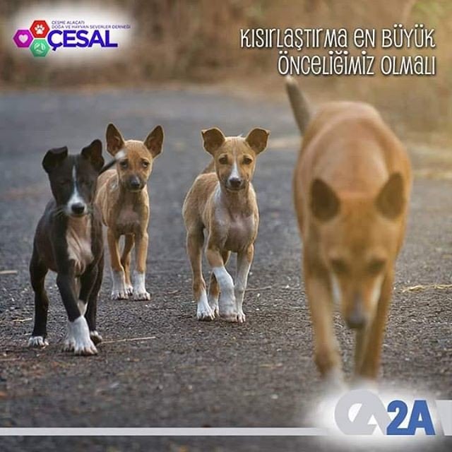 Kısırlaştırılmamış bir sahipsiz dişi köpekten 10 yılda 70.000 köpek üreyebileceğini biliyor musunuz? Kısırlaştırma en büyük önceliğimiz olmalı. 2A Mühendislik olarak CESAL’ın destekçisiyiz. #CESAL #2AMühendislik #BirKapSu #BirKapMama #SatınAlmaSahiplen